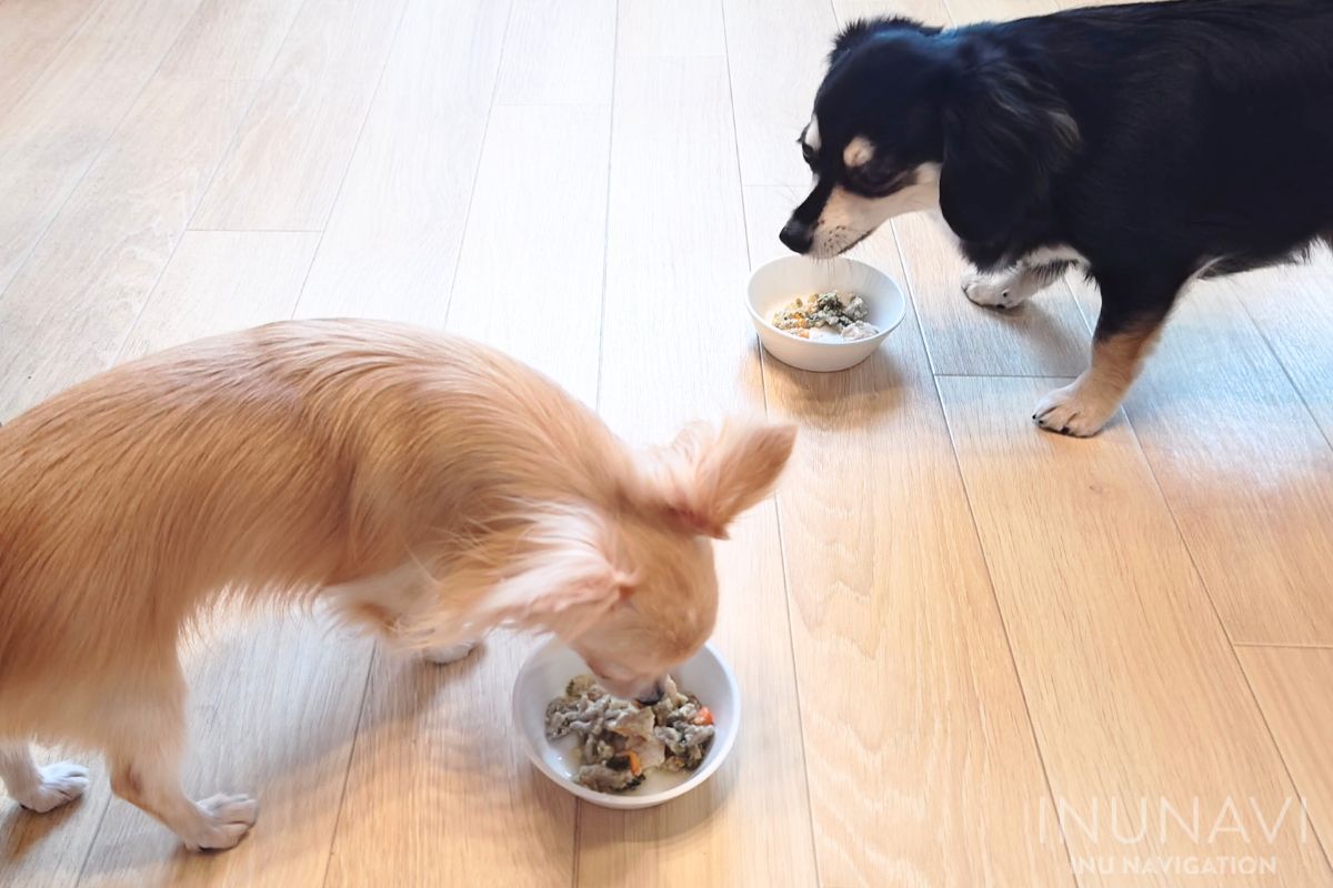 タミーレシピ　鶏わんこそばを食べる愛犬 (3)